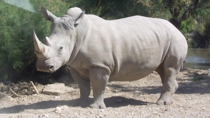 Un rinocer alb a fost ucis de presupuși braconieri la o grădină zoologică din Franța