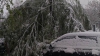 NINSORILE AU FĂCUT RAVAGII în Capitală. Copaci la pamant și trafic îngreunat (FOTO/VIDEO)