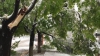 NINSOAREA DIN APRILIE FACE RAVAGII. Copacii rupţi sub greutatea zăpezii au blocat străzile din Capitală (FOTO)