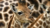 NO COMMENT: Un clip cu nașterea unui pui de girafă Rothschild, VIRAL PE INTERNET (VIDEO 18+)