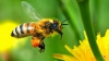 #LifeStyle: Dacă albina ar dispărea de pe glob, atunci omul ar mai avea doar patru ani de trăit