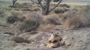 ŞOCANT! Ce îngropa un bursuc în pământ a uimit pe mai mulţi cercetători(VIDEO)