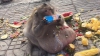UIMITOR! Cea mai grasă maimuță din lume a fost trimisă în cantonament ca să slăbească