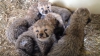 Baby boom la o grădină zoologică. Două femele de ghepard au adus pe lume 12 pui (VIDEO)