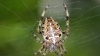 STUDIU: Metoda prin care poate fi tratată frica de păianjeni