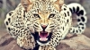 PANICĂ ŞI GROAZĂ! Un leopard care se plimba liber prin localitate, a rănit un copil și un pădurar