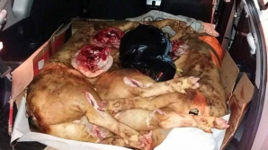 Sute de kg de carne fără acte de proveninţă, urma să ajungă pe tarabele unei pieţe din Capitală (FOTO)
