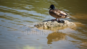 REVIN PLOILE?! Surprizele vremii pentru următoarele zile 