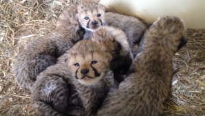 Baby boom la o grădină zoologică. Două femele de ghepard au adus pe lume 12 pui (VIDEO)