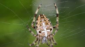 STUDIU: Metoda prin care poate fi tratată frica de păianjeni
