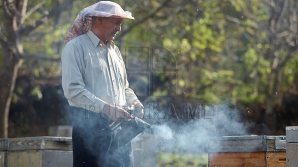 Mii de familii de albine nu au supravieţuit iernii. Care sunt cauzele 