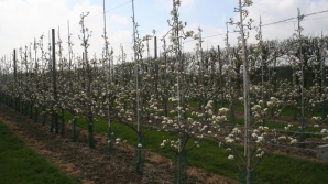 Muncă dublă pentru agricultori. Recomandări pentru a combate dăunătorii livezilor