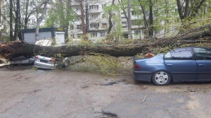 IMAGINI DE GROAZĂ! Un copac S-A PRĂBUŞIT peste mai multe maşini parcate într-o curte din Capitală (FOTO)