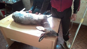 Un căprior, sfâşiat de un maidanez la Ştefan Vodă. Veterinarul nu l-a mai putut salva (FOTO)