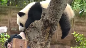 A vrut să facă un SELFIE, dar a fost muşcată de cap (VIDEO)