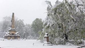 Teiul lui Eminescu, în PERICOL să se rupă. Un NUMĂR IMENS de arbori sunt doborâți la pământ din cauza zăpezii depuse
