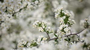 METEO 25 aprilie 2017: Cer variabil, fără precipitații