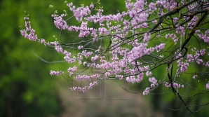 METEO 11 aprilie 2017: Vremea se încălzește. Câte grade vor indica termometrele