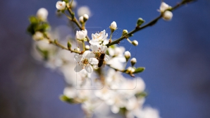 METEO 2 aprilie 2017: Se anunţă vreme frumoasă. Câte grade vor indica termometrele