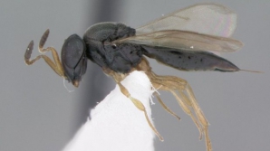 Savanţii au descoperit 15 noi specii de viespi "polimorfe", iar stilul de viaţă al acestora este înfricoşător