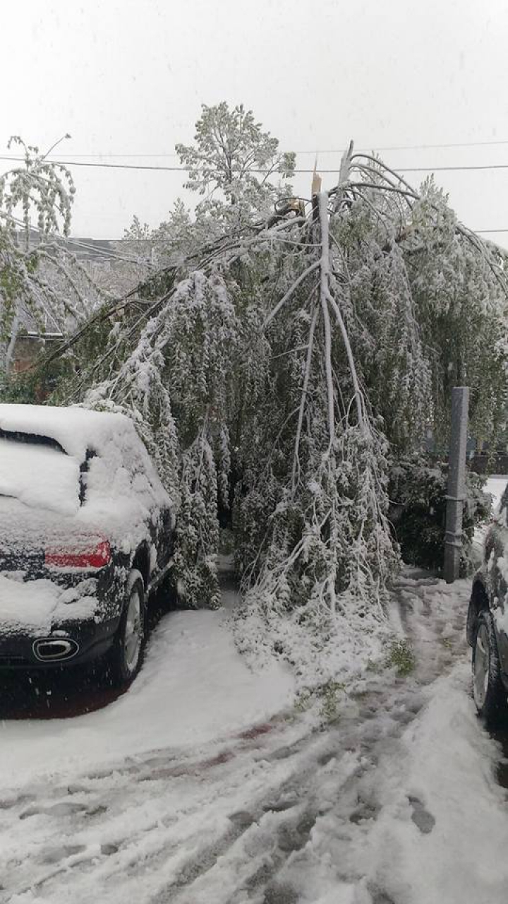 NINSORILE AU FĂCUT RAVAGII în Capitală. Copaci la pamant și trafic îngreunat (FOTO/VIDEO)