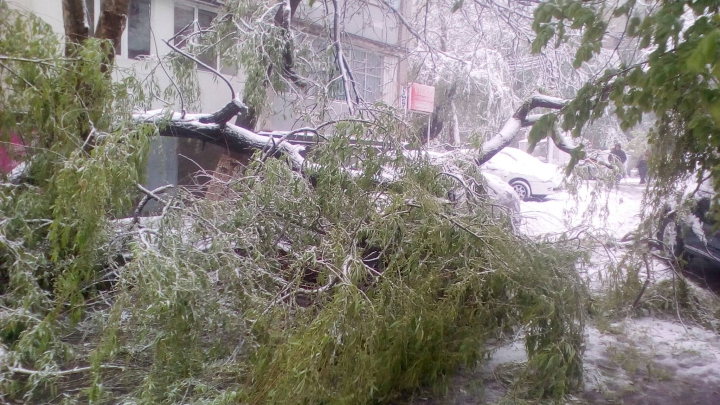 Vremea rea face RAVAGII în Moldova! ZECI de copaci au căzut şi MAI MULTE maşini au fost strivite (GALERIE FOTO)