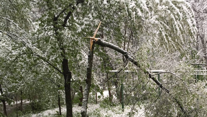 Vremea rea face RAVAGII în Moldova! ZECI de copaci au căzut şi MAI MULTE maşini au fost strivite (GALERIE FOTO)