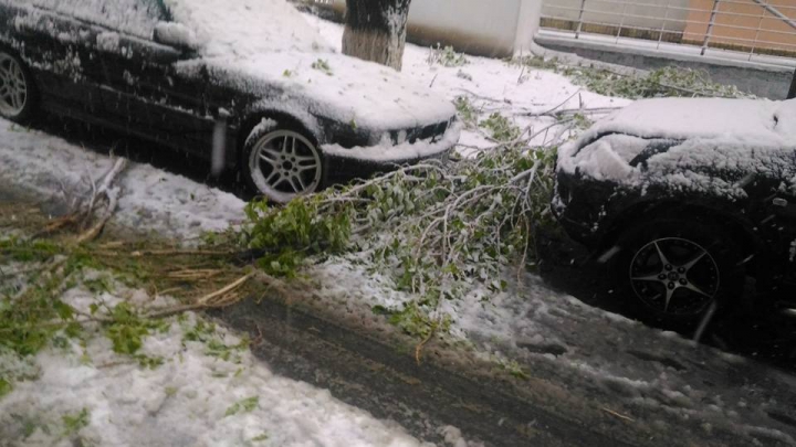 MARE DEZASTRU în Capitală! Tot mai mulţi copaci se rup (VIDEO)