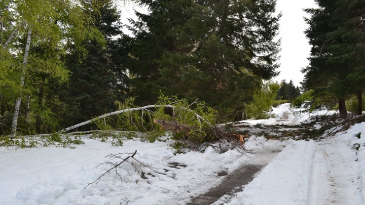 Grădina Botanică, clipe de TRAGEDIE ECOLOGICĂ. Ce pierderi s-au înregistrat în urma ninsorii (GALERIE FOTO)