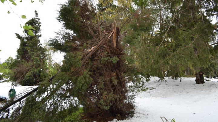 Grădina Botanică, clipe de TRAGEDIE ECOLOGICĂ. Ce pierderi s-au înregistrat în urma ninsorii (GALERIE FOTO)