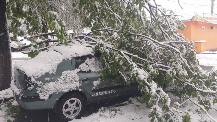 Vremea rea face RAVAGII în Moldova! ZECI de copaci au căzut şi MAI MULTE maşini au fost strivite (GALERIE FOTO)