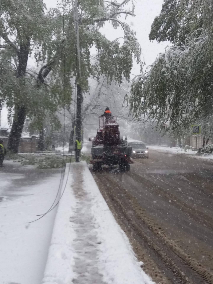 Imagini ca în filmele horror. Sute de copaci, rupți și doborâți la pământ (FOTO/VIDEO)