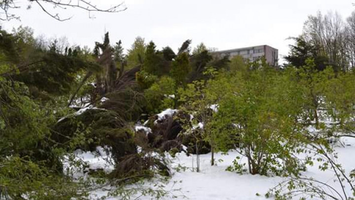 Grădina Botanică, clipe de TRAGEDIE ECOLOGICĂ. Ce pierderi s-au înregistrat în urma ninsorii (GALERIE FOTO)