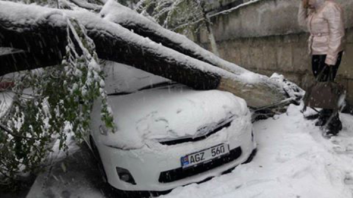 Imagini ca în filmele horror. Sute de copaci, rupți și doborâți la pământ (FOTO/VIDEO)