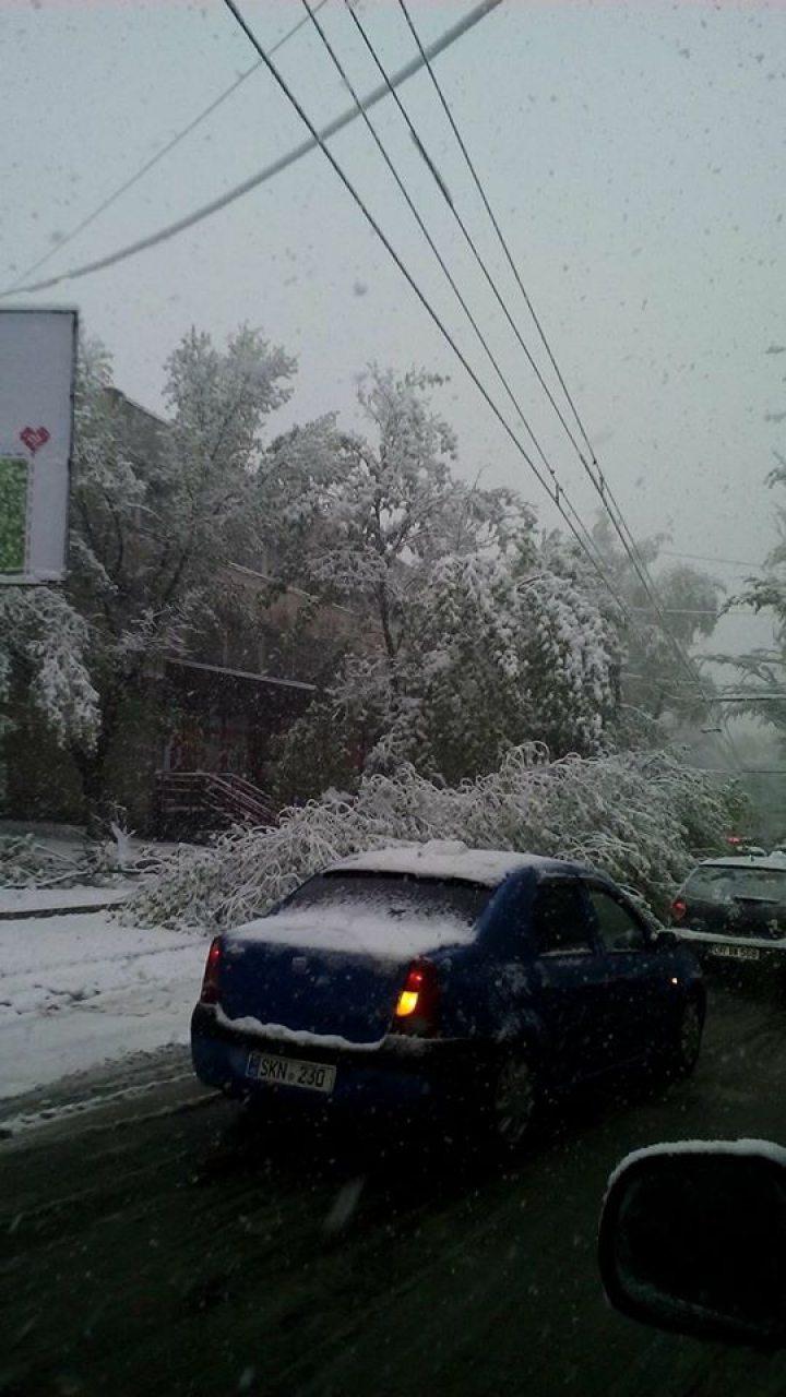 Imagini ca în filmele horror. Sute de copaci, rupți și doborâți la pământ (FOTO/VIDEO)