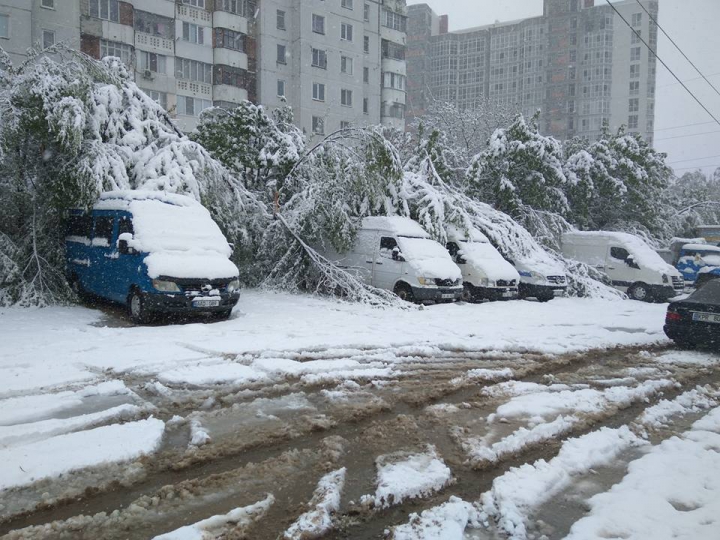 Imagini ca în filmele horror. Sute de copaci, rupți și doborâți la pământ (FOTO/VIDEO)