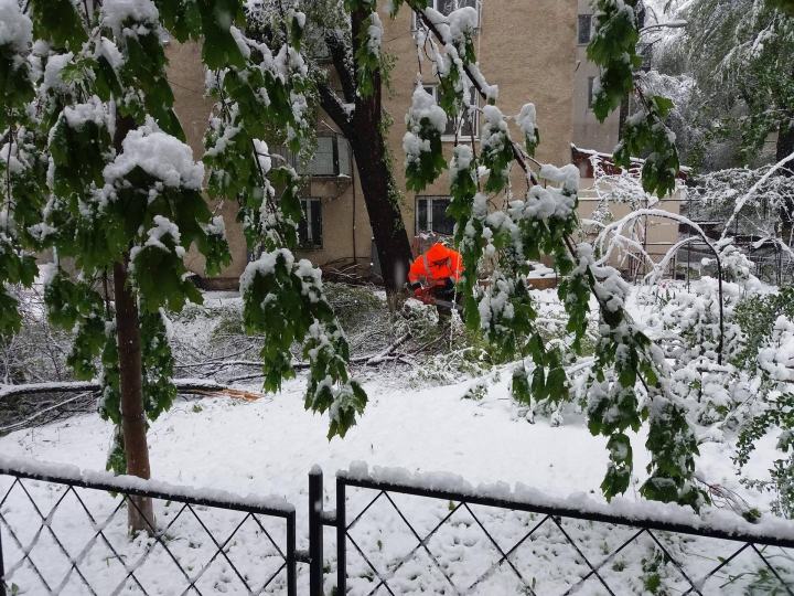 Imagini ca în filmele horror. Sute de copaci, rupți și doborâți la pământ (FOTO/VIDEO)