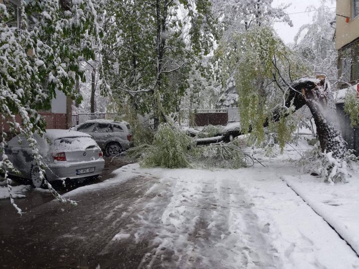 Imagini ca în filmele horror. Sute de copaci, rupți și doborâți la pământ (FOTO/VIDEO)