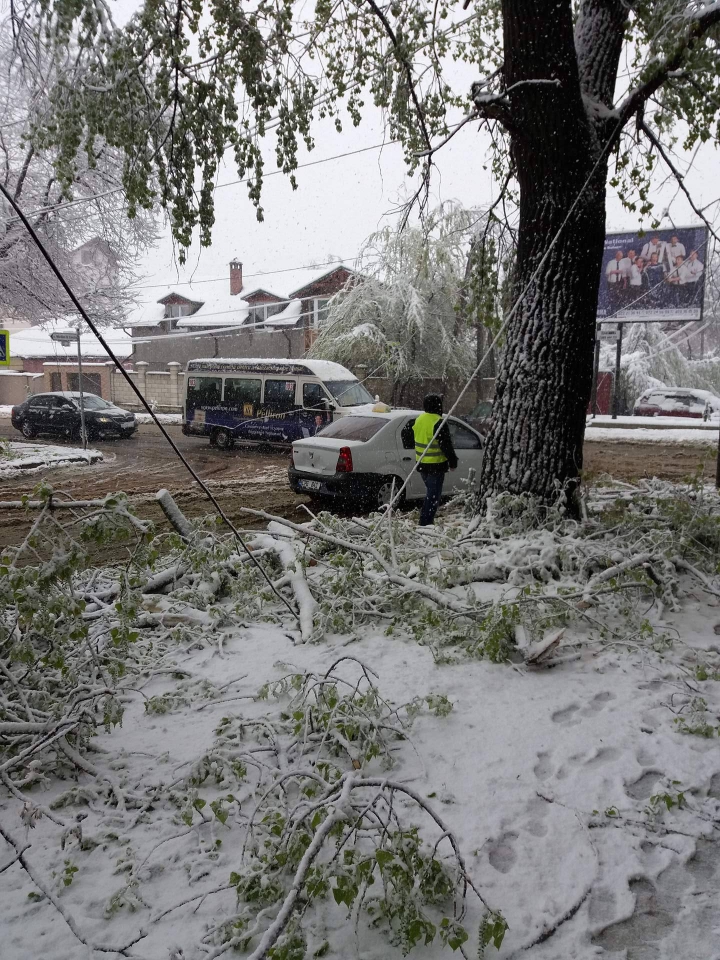 Imagini ca în filmele horror. Sute de copaci, rupți și doborâți la pământ (FOTO/VIDEO)