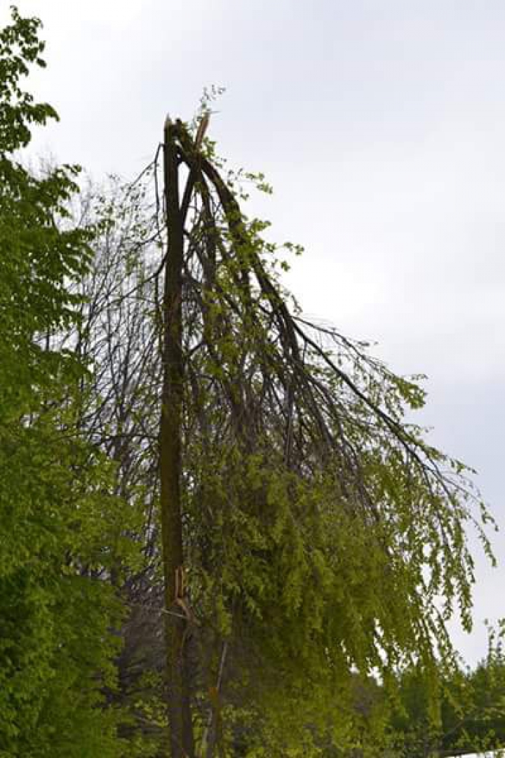 Grădina Botanică, clipe de TRAGEDIE ECOLOGICĂ. Ce pierderi s-au înregistrat în urma ninsorii (GALERIE FOTO)