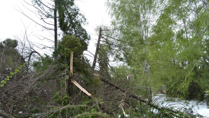 Grădina Botanică, clipe de TRAGEDIE ECOLOGICĂ. Ce pierderi s-au înregistrat în urma ninsorii (GALERIE FOTO)