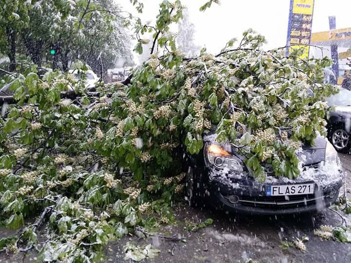 Imagini ca în filmele horror. Sute de copaci, rupți și doborâți la pământ (FOTO/VIDEO)