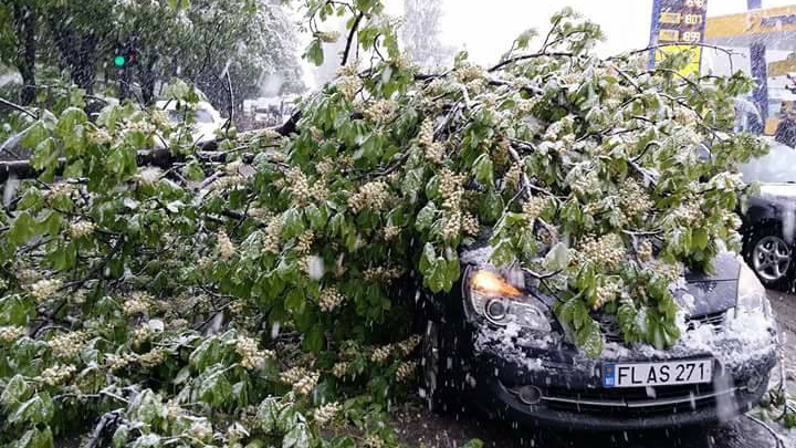 Imagini ca în filmele horror. Sute de copaci, rupți și doborâți la pământ (FOTO/VIDEO)