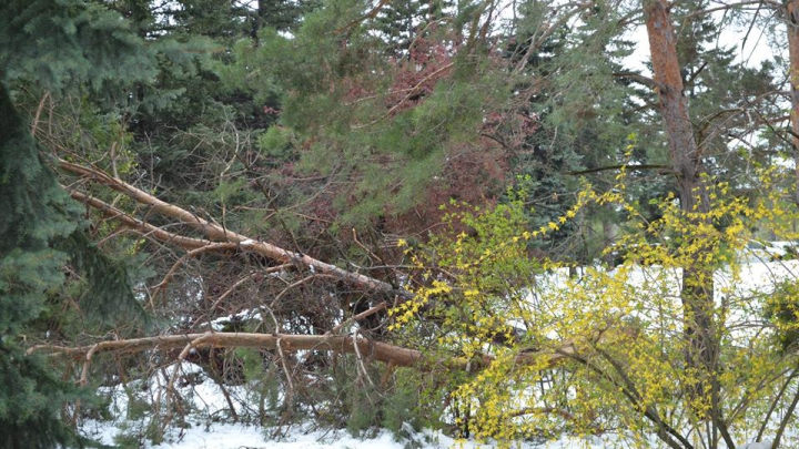 Grădina Botanică, clipe de TRAGEDIE ECOLOGICĂ. Ce pierderi s-au înregistrat în urma ninsorii (GALERIE FOTO)