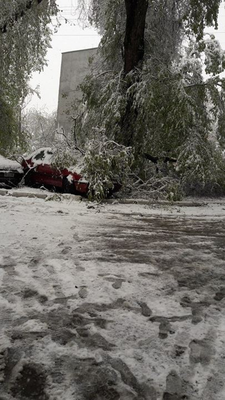 Tot mai mulți copaci prabușiti în Chișinău. Imaginile primite de la cititori (FOTO)