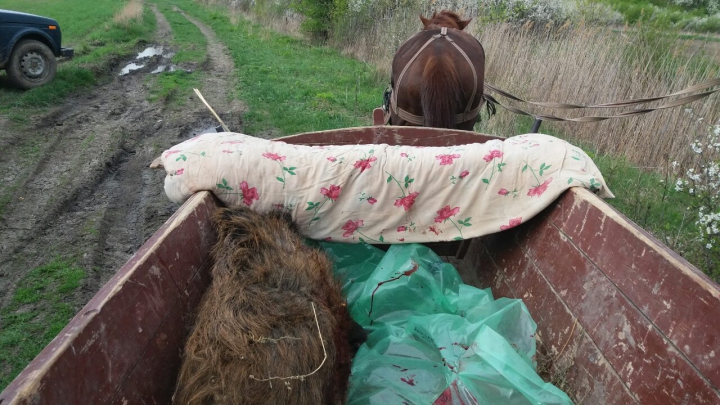 Doi tineri, reţinuţi de poliţiştii de frontieră după ce au vânat ilegal un mistreţ