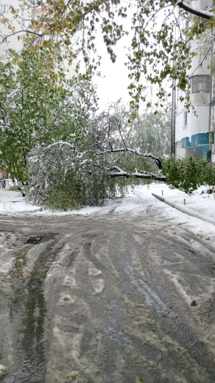 Tot mai mulți copaci prabușiti în Chișinău. Imaginile primite de la cititori (FOTO)