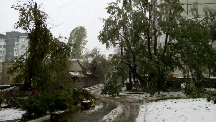 Tot mai mulți copaci prabușiti în Chișinău. Imaginile primite de la cititori (FOTO)