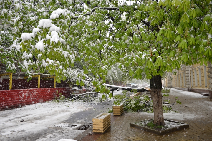 Numărul copacilor doborâţi de zăpadă creşte în permanenţă. Situaţia în Chișinău ca urmare a condițiilor meteo (FOTO)