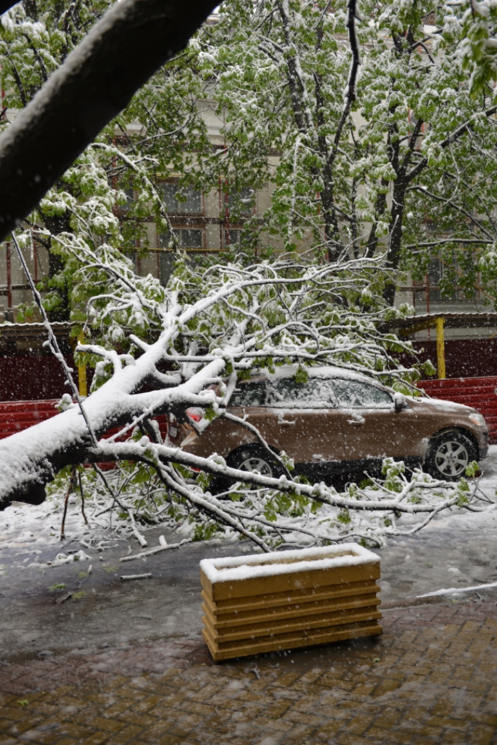 Numărul copacilor doborâţi de zăpadă creşte în permanenţă. Situaţia în Chișinău ca urmare a condițiilor meteo (FOTO)